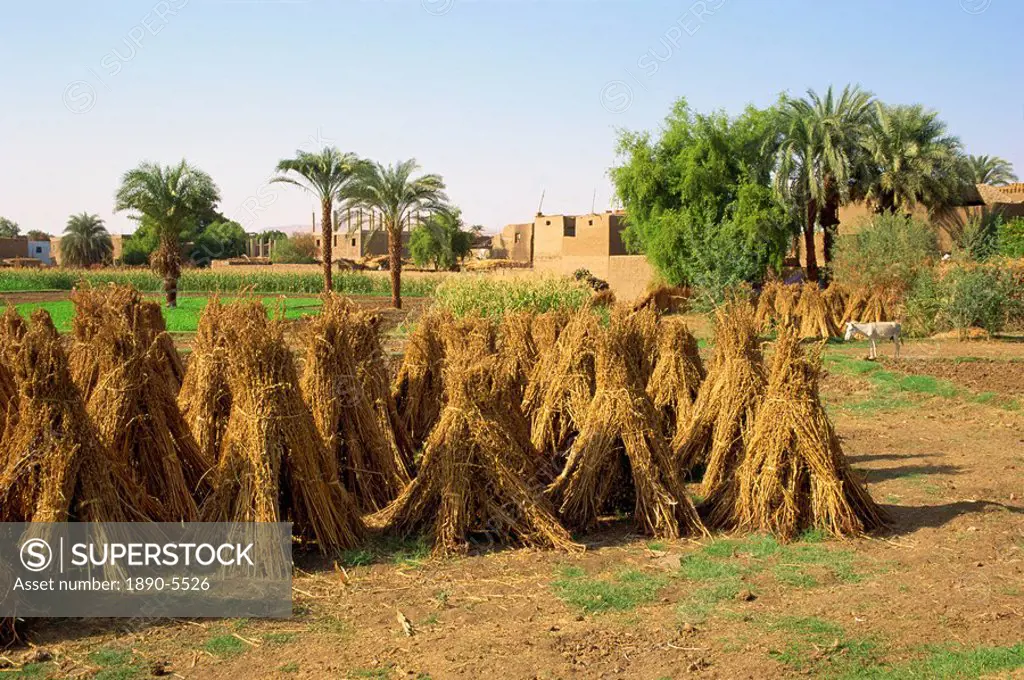Sheaves of grain after harvest on farm at Luxor, Egypt, North Africa, Africa