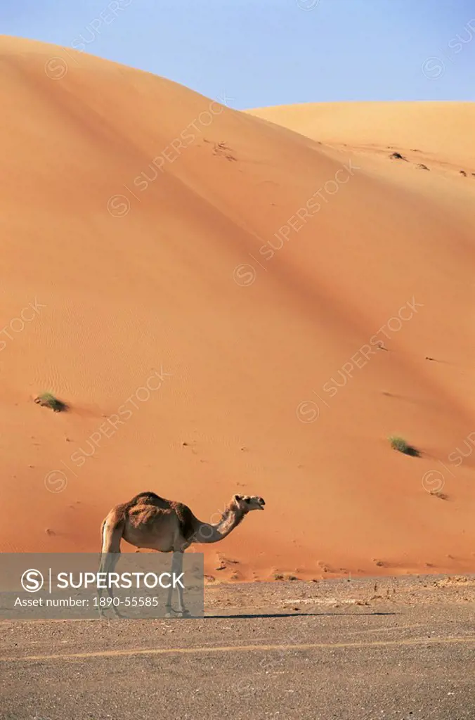 Camel in the desert, Wahiba Sands, Sharqiyah region, Oman, Middle East