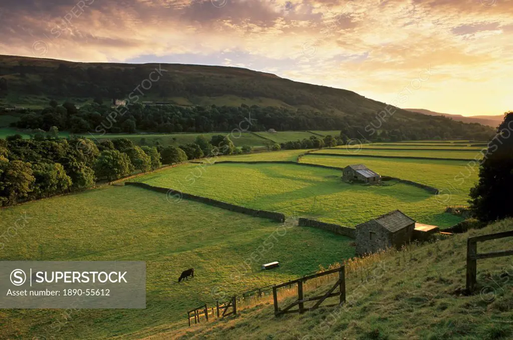 Walled fields and barns near Gunnister, Swaledale, Yorkshire Dales National Park, Yorkshire, England, United Kingdom, Europe