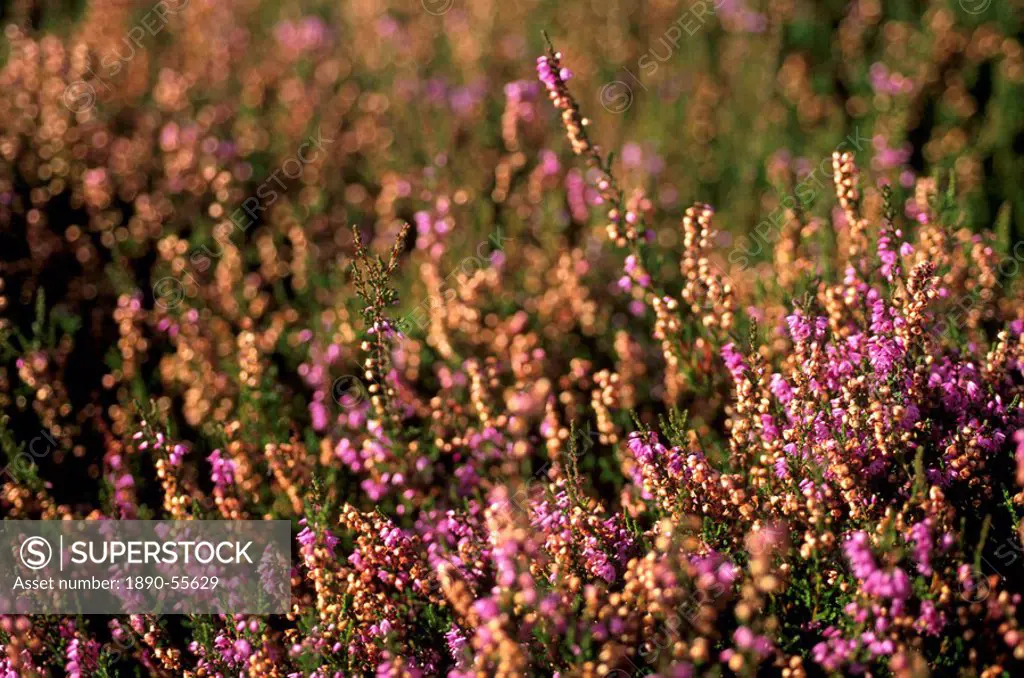 Heather Calluna vulgaris on slope of Yorkshire Dales National Park, Yorkshire, England, United Kingdom, Europe