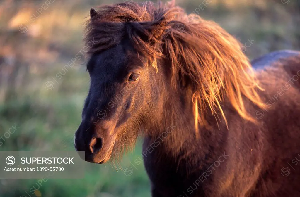 Shetland pony, Unst, Shetland Islands, Scotland, United Kingdom, Europe