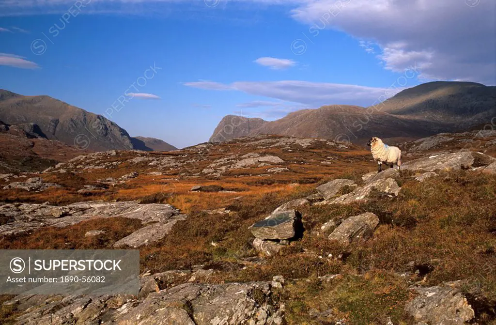 Sheep, rocky outcrops of Forest of Harris, North Harris, Outer Hebrides, Scotland, United Kingdom, Europe