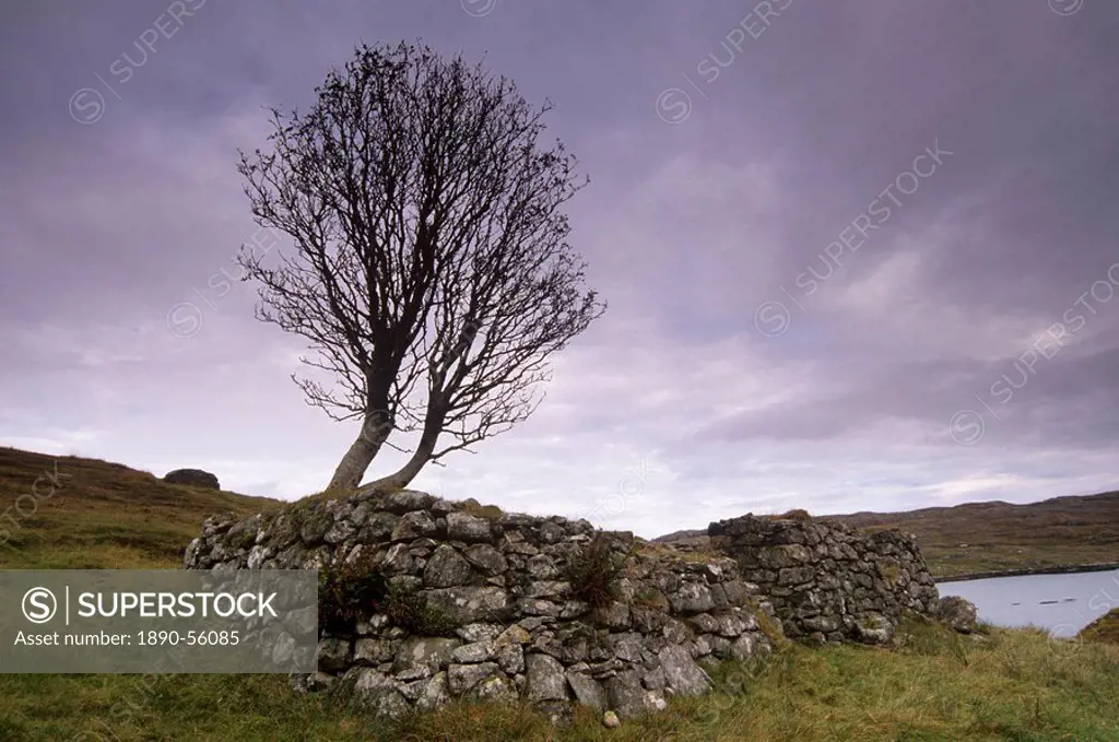 Old blackhouse ruin and tree, east coast of South Harris, South Harris, Outer Hebrides, Scotland, United Kingdom, Europe