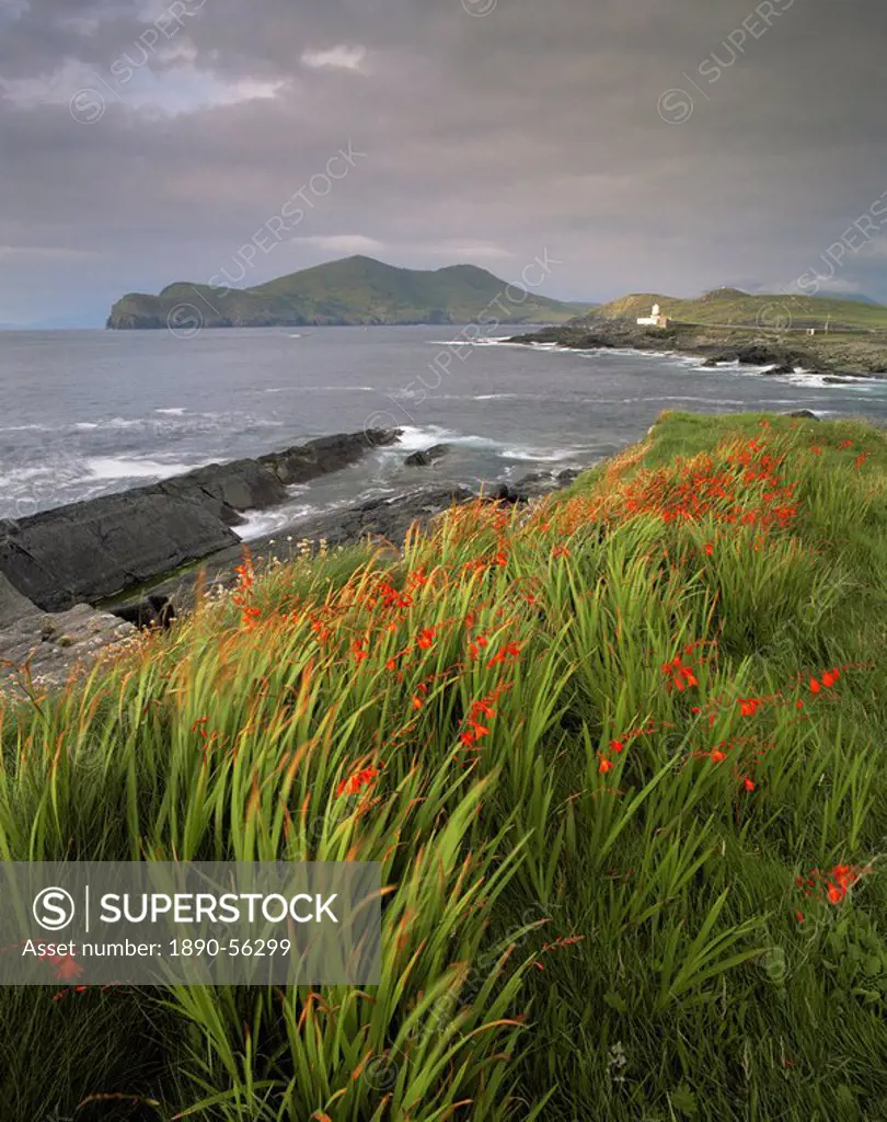 Flowers, lighthouse and Doulus Head, Valentia Island, Ring of Kerry, Co. Kerry, Munster, Republic of Ireland Eire, Europe