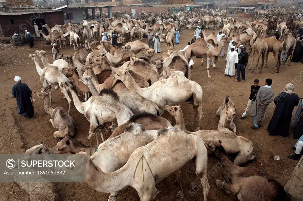 Birqash Camel Market, Cairo, Egypt, North Africa, Africa