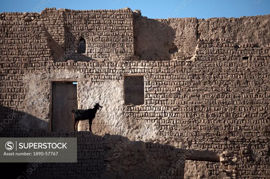 A goat stands among the ruins of the mud_brick city of Al_Qasr, Dakhla Oasis, Egypt, North Africa, Africa