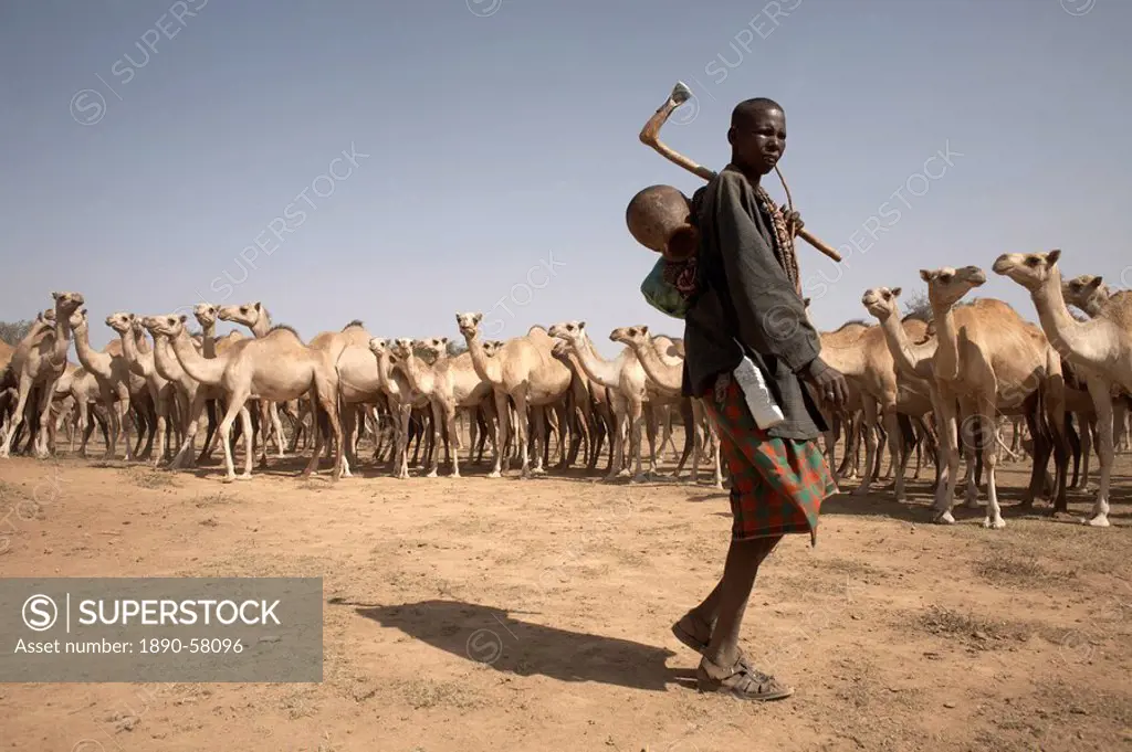 Nomadic camel herders lead their herd to a watering hole in rural Somaliland, northern Somalia, Africa