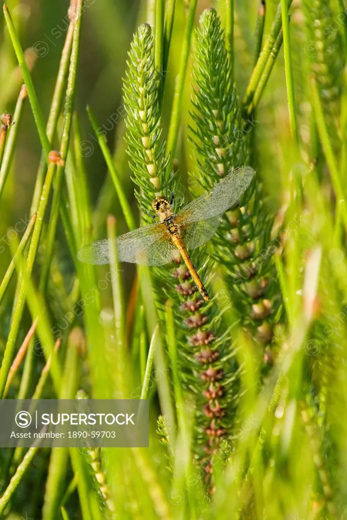 Dragonfly in early morning light, Tagong Grasslands, Sichuan, China, Asia