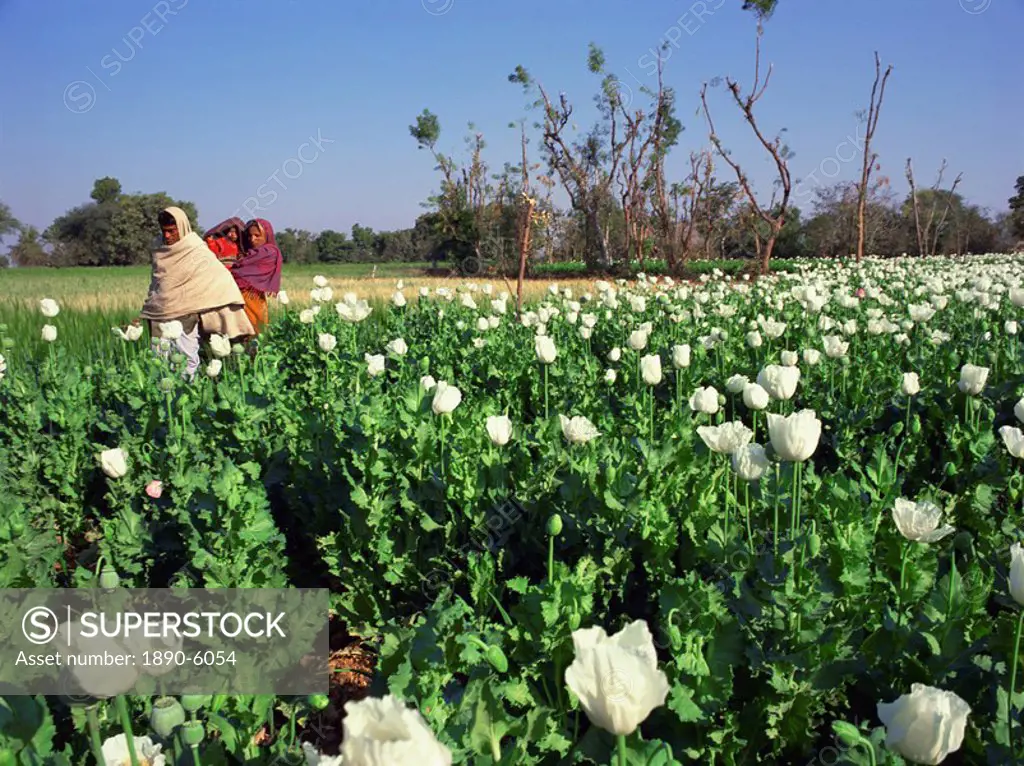 Field of opium poppies, grown under licence, near Chittorgarh, Rajasthan, India, Asia