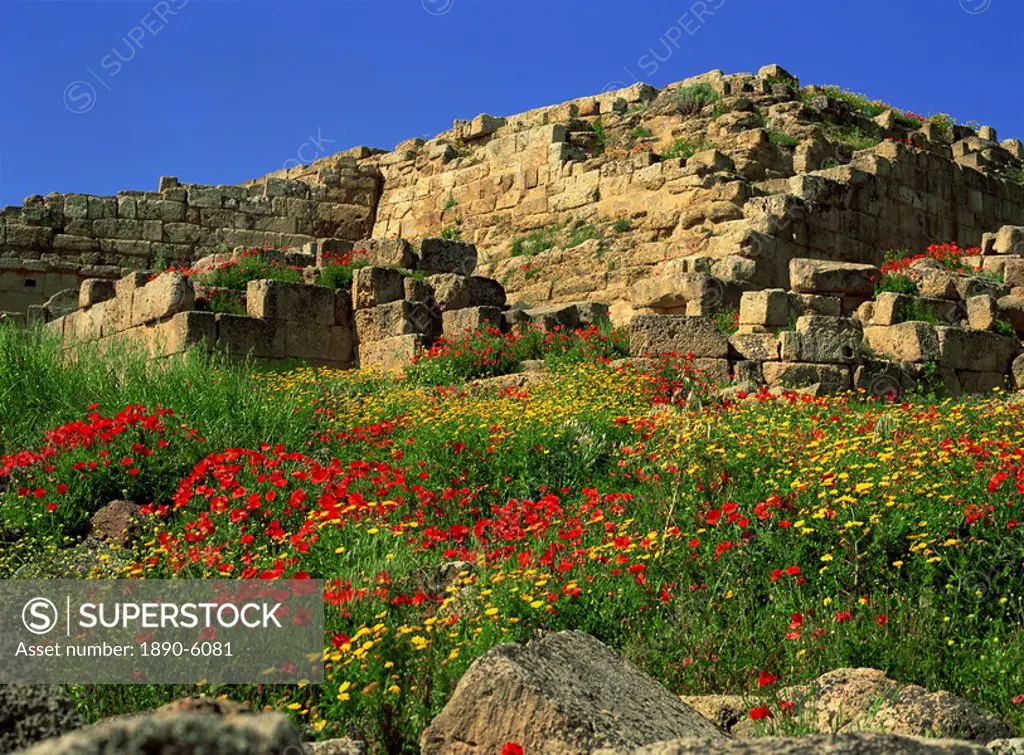 Spring flowers in front of the massive walls of the Acropolis, Selinunte, near Castelvetrano, Sicily, Italy, Europe