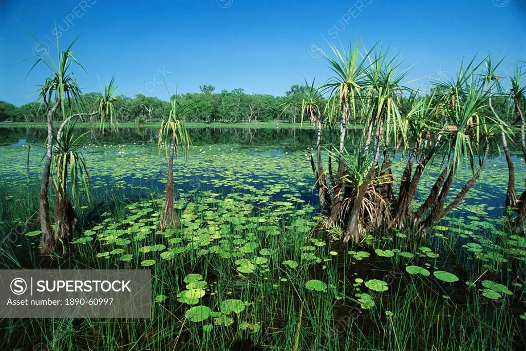 Lily pads and small palms in Annaburroo Billabong at the Mary River Crossing near the Arnhem Highway between Darwin and Kakadu at The Top End, Norther...