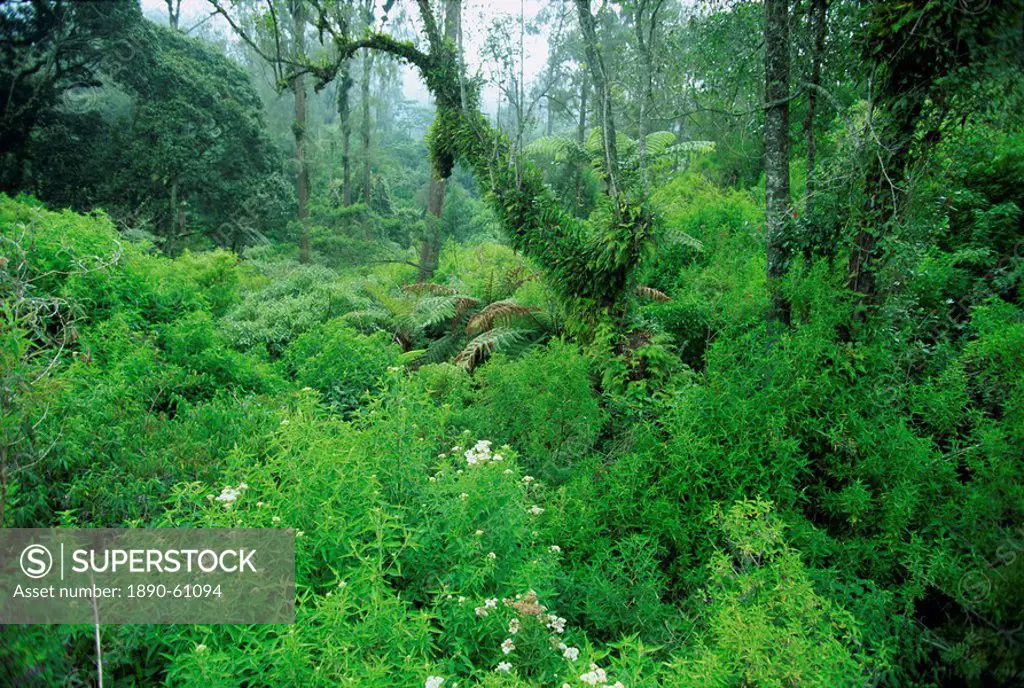 Lush forest growing on the fertile volcanic slopes of Genung Ijen Plateau in East Java, Java, Indonesia, Southeast Asia, Asia