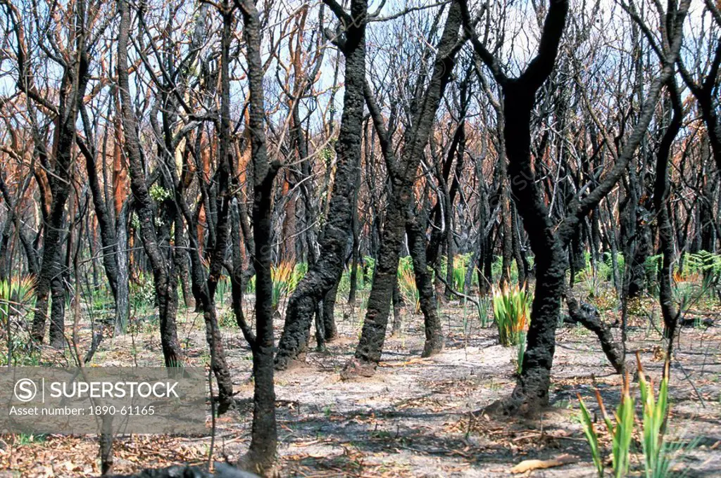 Burnt gum trees and new growth after severe bush fires in Royal National Park, south of Sydney, New South Wales, Australia, Pacific