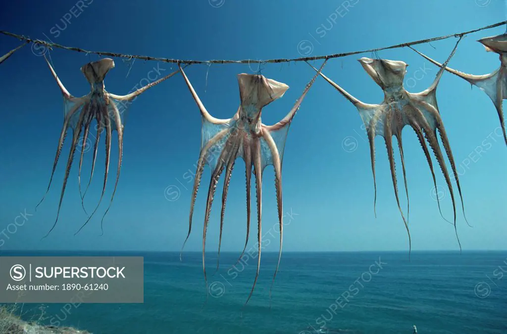 Octopi hung out to dry, Nerja, Costa del Sol, Andalucia, Spain, Europe