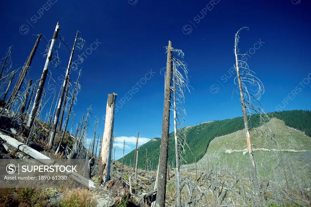 Dead trees in the Mount St. Helens National Volcanic Monument in Washington State, United States of America, North America