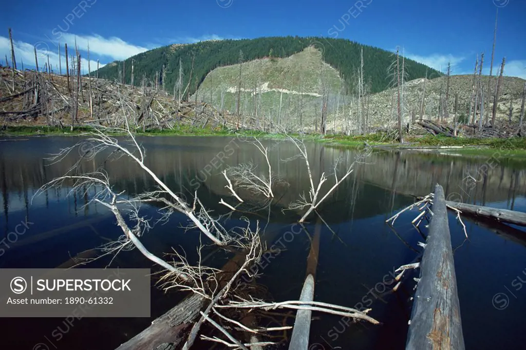 Ryan Lake and some of the millions of trees flattened by eruption of 1980, Mount St. Helens National Volcanic Monument, Washington State, United State...