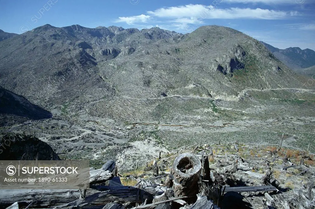 Part of the 150 square miles of forest north of Mount St. Helens flattended by the huge eruption of 1980, Mount St. Helens National Volcanic Monument,...