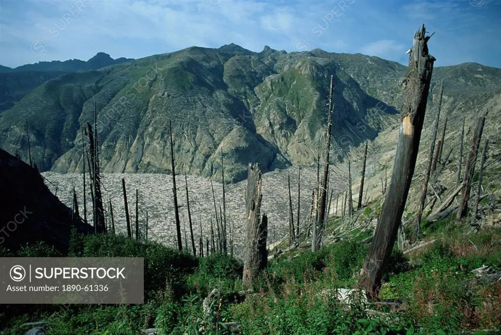 Trees flattened by eruption of 1980, and dead trees on Spirit Lake, Mount St. Helens National Volcanic Monument, Washington State, United States of Am...