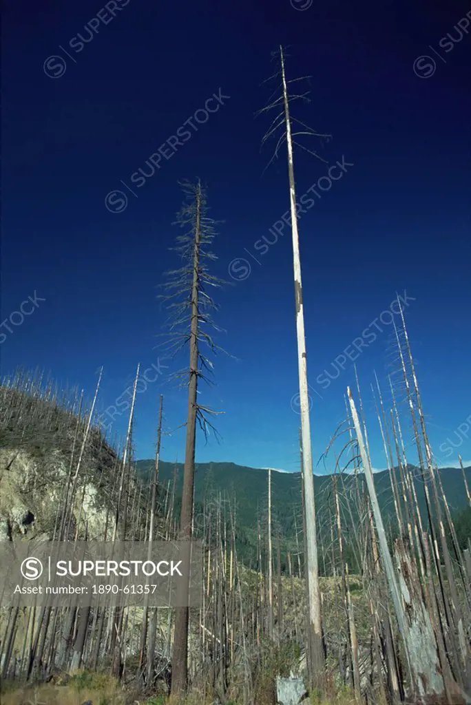 Forest north of Mount St. Helens National Volcanic Monument, damaged by the eruption of 1980, Washington State, United States of America, North Americ...