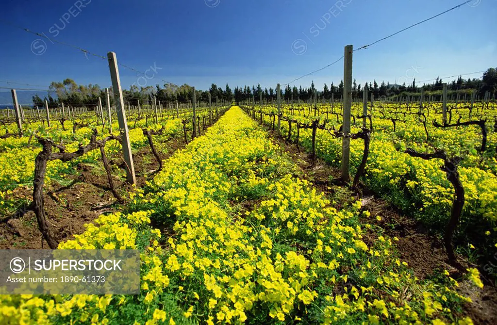Spring flowers in a vineyard near Milazzo on the north east coast, Sicily, Italy, Europe