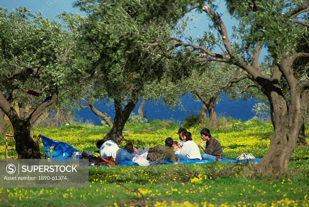 Spring picnic in an olive grove near Milazzo on the north east coast, Sicily, Italy, Europe