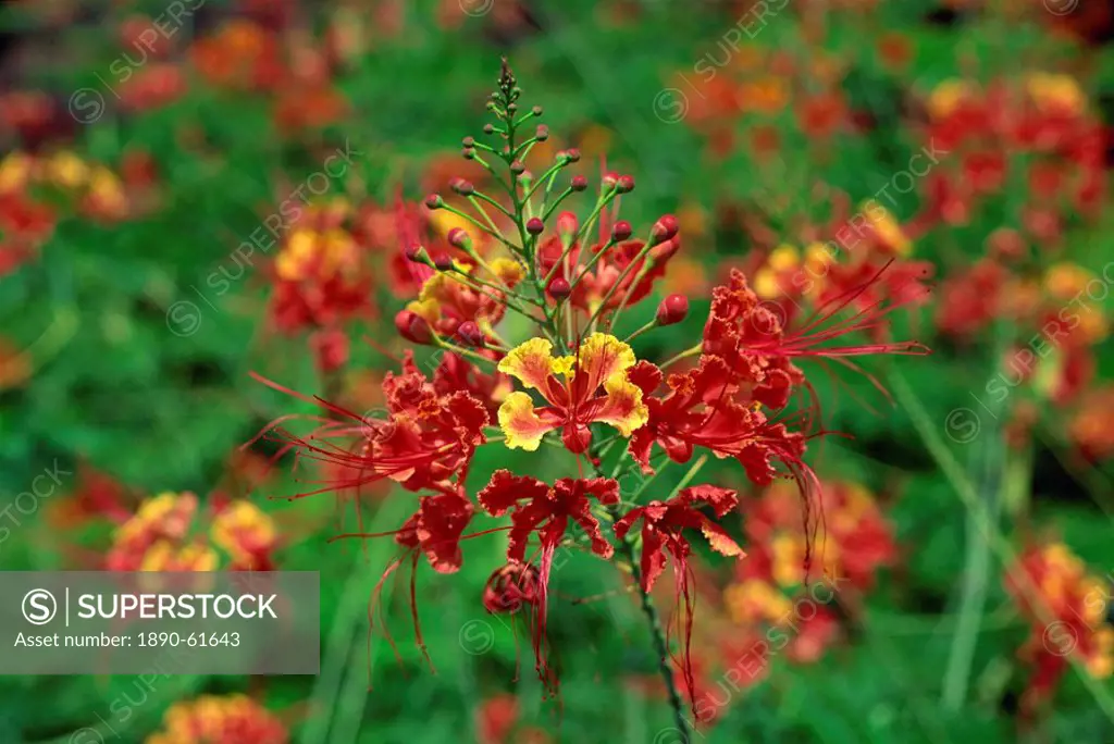 Close_up of red flowers on Pulau Manukan an island in Tunku Abdul Rahman Park, offshore of Kota Kinabalu, island of Borneo, northern tip, Sabah, Malay...