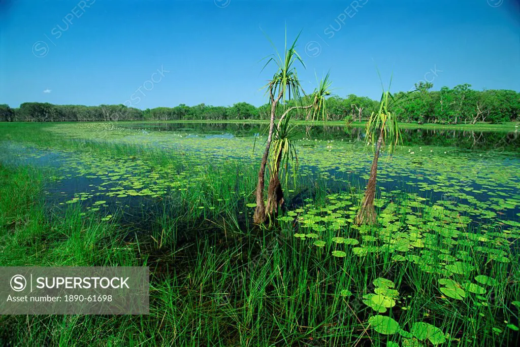 Lily pads and small palms in the Annaburroo Billabong at the Mary River Crossing near the Arnhem Highway in the Northern Territory, Australia, Pacific