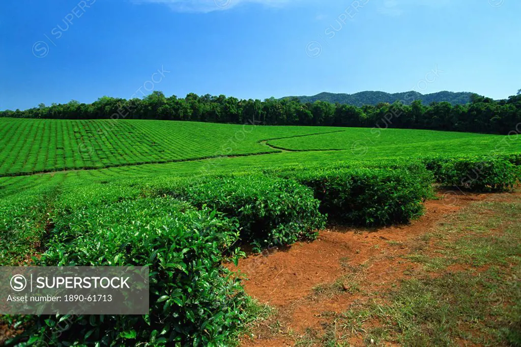 Tea plantation by the Palmerston Highway, near Nerada, Atherton Tableland, Queensland, Australia, Pacific