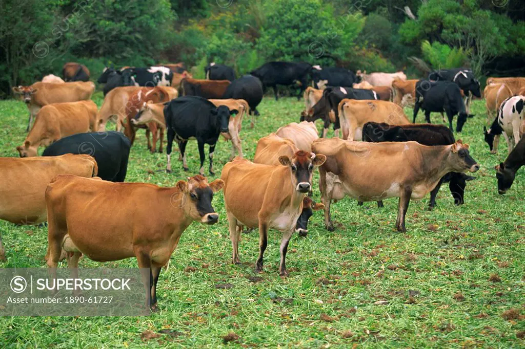 A herd of Friesian and Guernsey cattle grazing near Johanna, mid_way along the Great Ocean Road, Victoria, Australia, Pacific