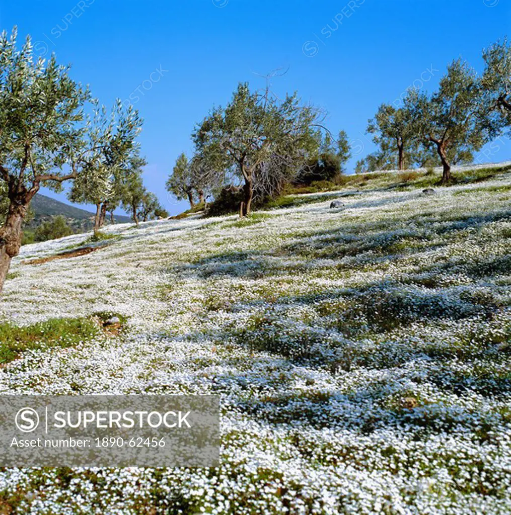 Olives groves and wild flowers, Greece, Europe