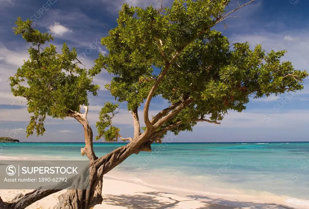 A tree growing on Guardalavaca Beach, Guardalavaca, eastern coast, Cuba, West Indies, Caribbean, Central America