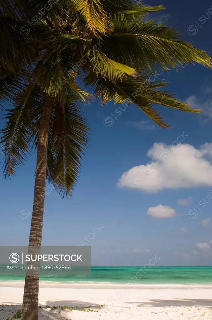 A palm tree over a white sand beach and emerald sea on the edge of the Indian Ocean, Paje, Zanzibar, Tanzania, East Africa, Africa