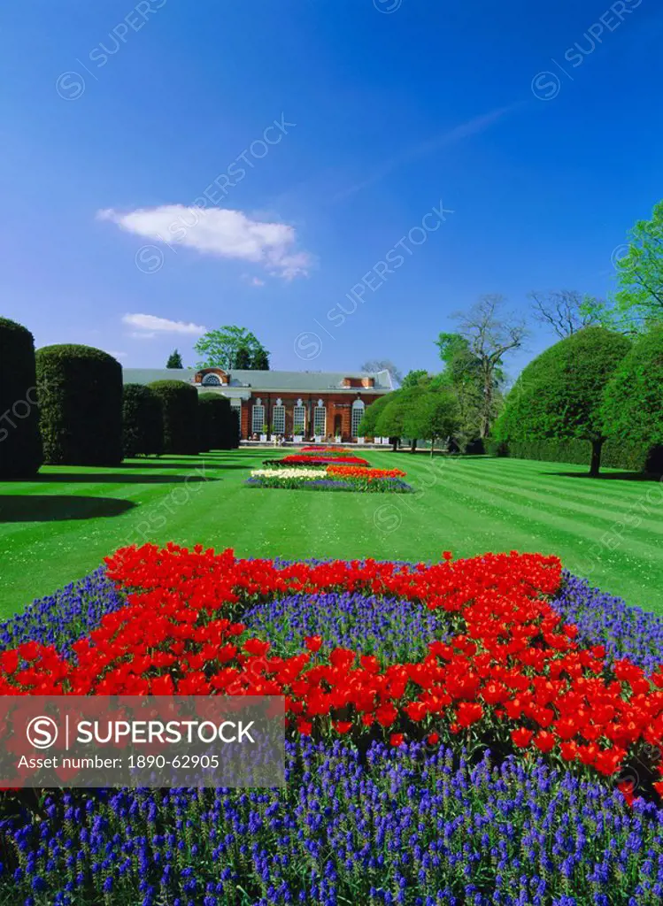 Red tulips and the Orangery, Kensington Gardens, London, England, UK