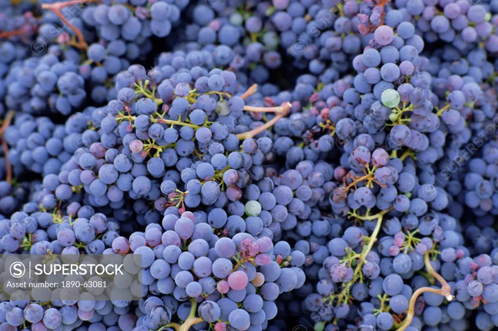 Close_up of Sangiovese grapes for Chianti, Greve, Chianti Classico, Tuscany, Italy, Europe