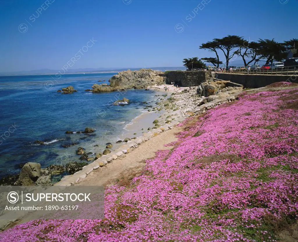 Carpet of mesembryanthemum flowers, Pacific Grove, Monterey, California, USA, North America
