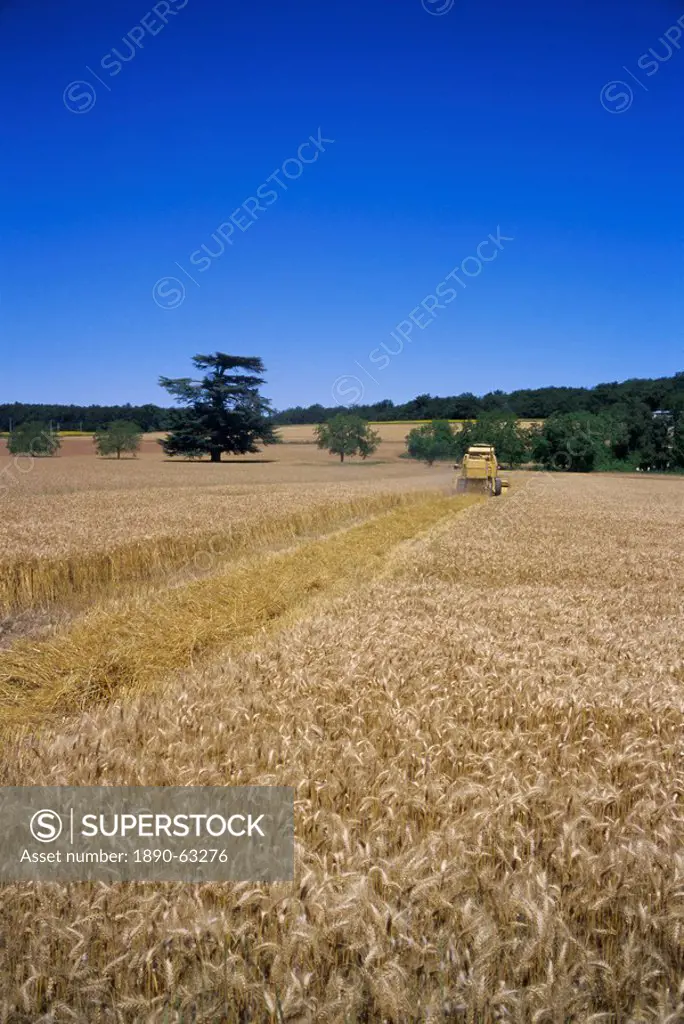 Harvesting in July, near Chinon, Val de Loire, Centre, France, Europe