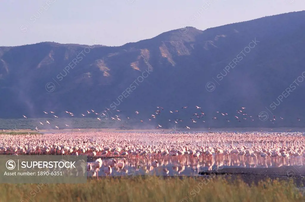 Flamingos, Lake Bogoria, Kenya, East Africa, Africa
