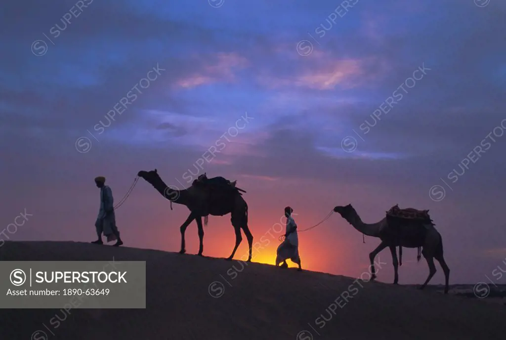 Camels silhouetted against the sunset, Thar Desert, near Jaisalmer, Rajasthan State, India, Asia