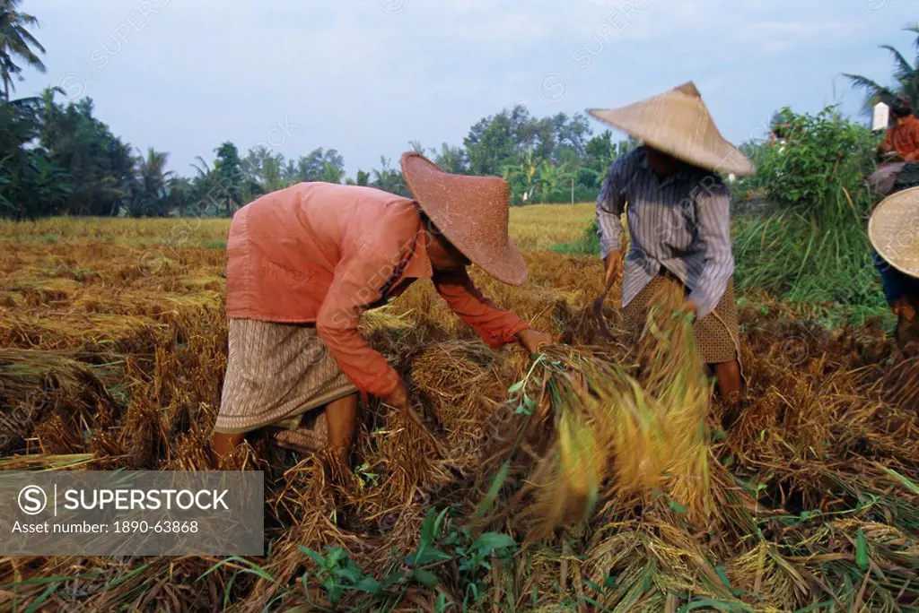 Harvesting rice, Bali, Indonesia, Asia