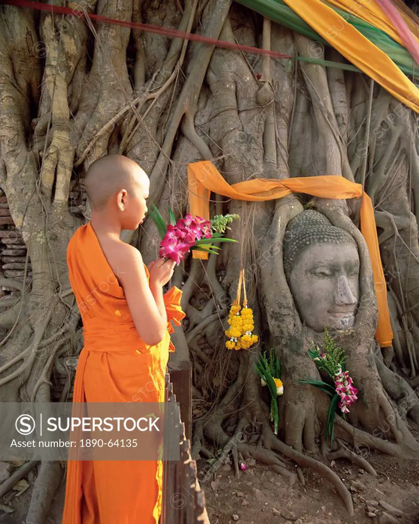 Novice monk with offering of flowers, and Buddha head in Wat Phra Mahathat, Ayuthaya Ayutthaya Historical Park, Ayuthaya Ayutthaya, UNESCO World Herit...