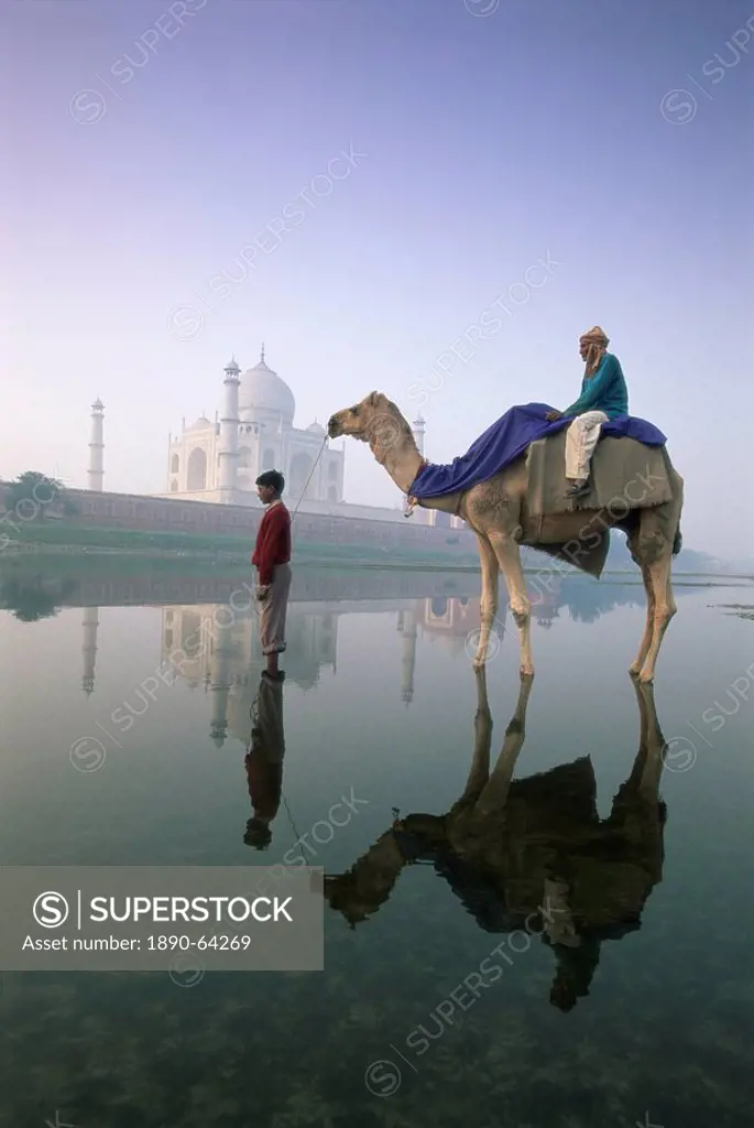 Camel in front of the Taj Mahal and Yamuna Jumna River, Taj Mahal, UNESCO World Heritage Site, Agra, Uttar Pradesh state, India, Asia