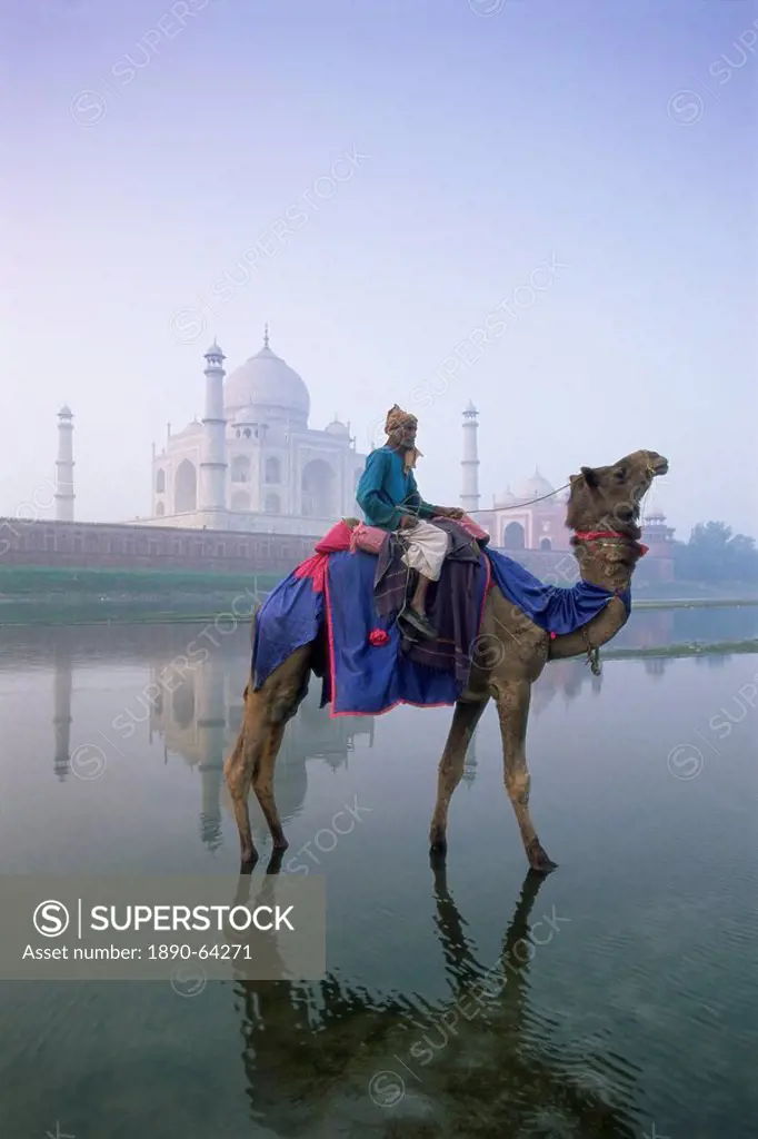 Camel and rider in front of the Taj Mahal and Yamuna Jumna River, Taj Mahal, UNESCO World Heritage Site, Agra, Uttar Pradesh state, India, Asia