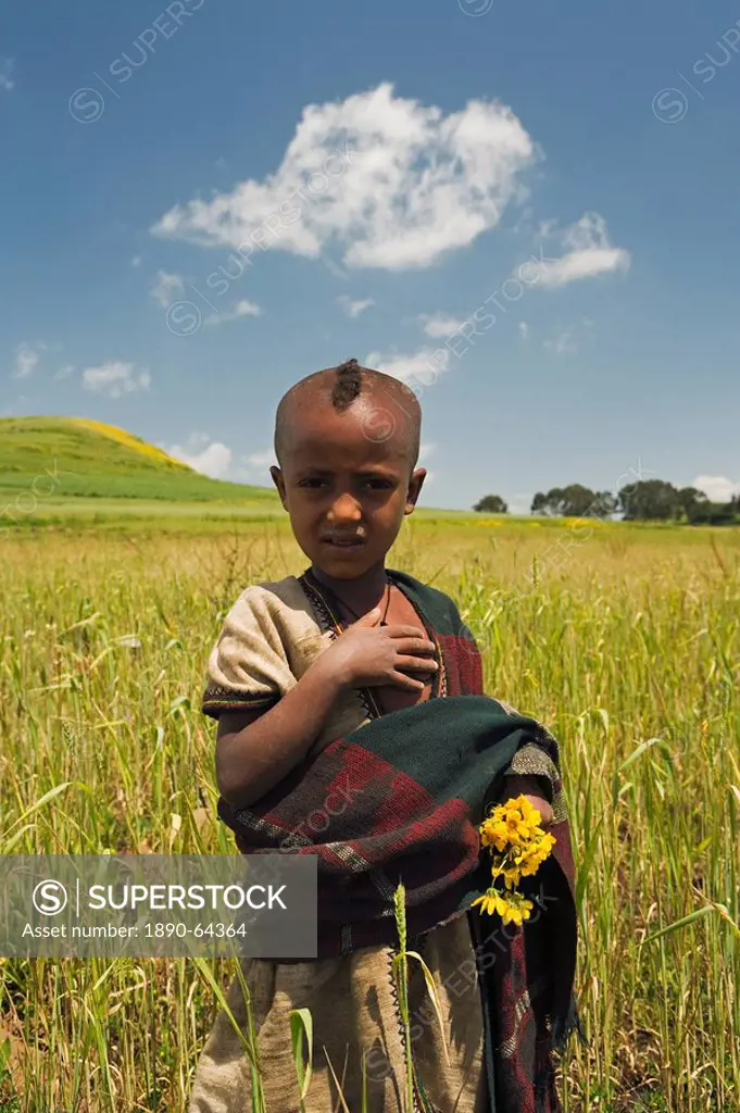 Girl holding yellow Meskel flowers in a fertile green wheat field after the rains, The Ethiopian Highlands, Ethiopia, Africa