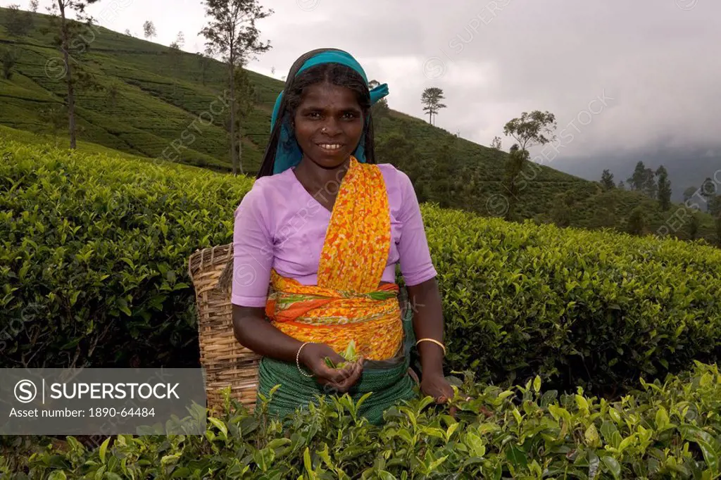 Portrait of a woman tea picker, Tea Hills, Hill Country, Nuwara Eliya, Sri Lanka, Asia