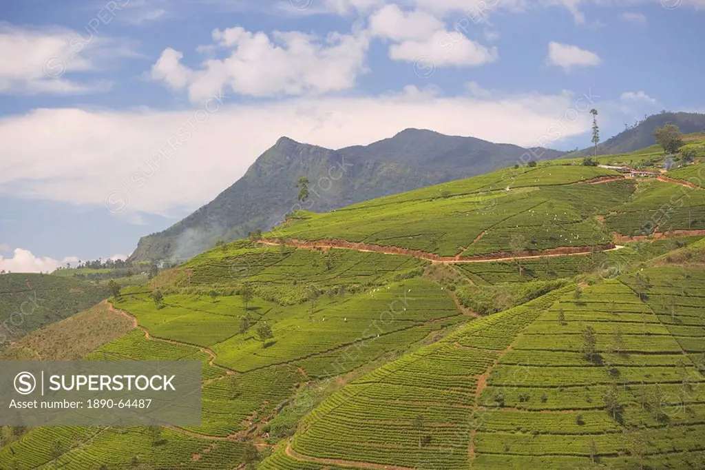 Tea estates in the Tea Hills, near Nuwara Eliya, Hill Country, Sri Lanka, Asia