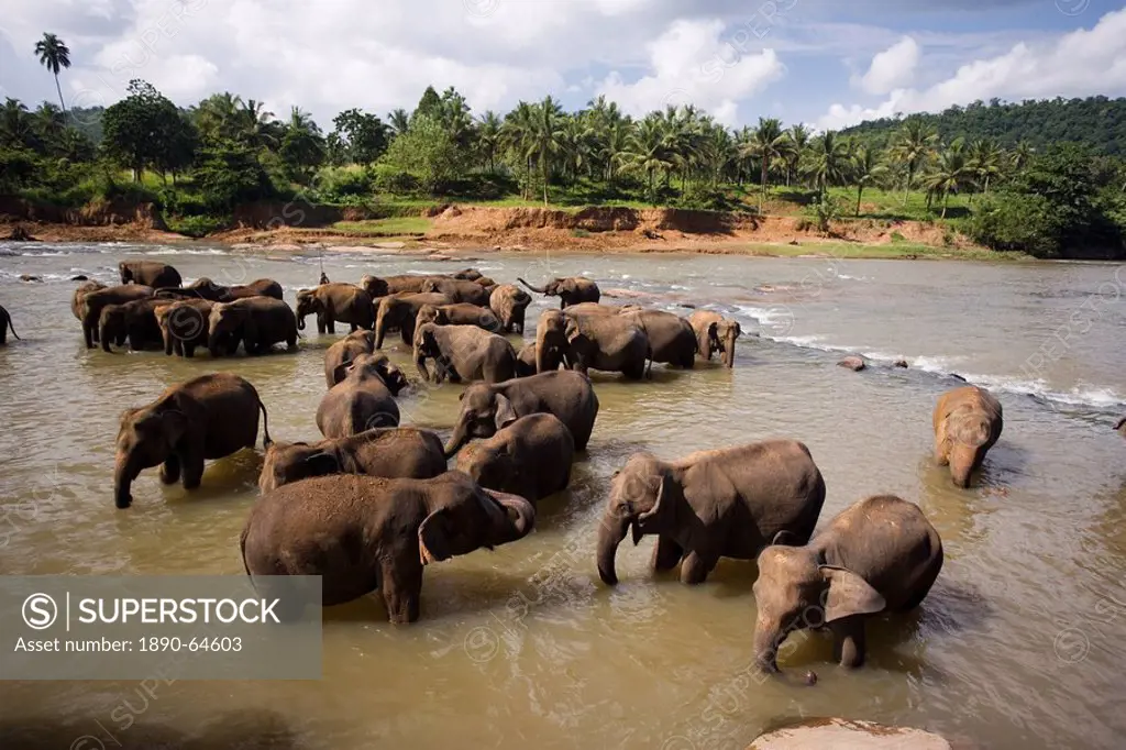 Elephants bathing in the river, Pinnewala Elephant Orphanage near Kegalle, Hill Country, Sri Lanka, Asia