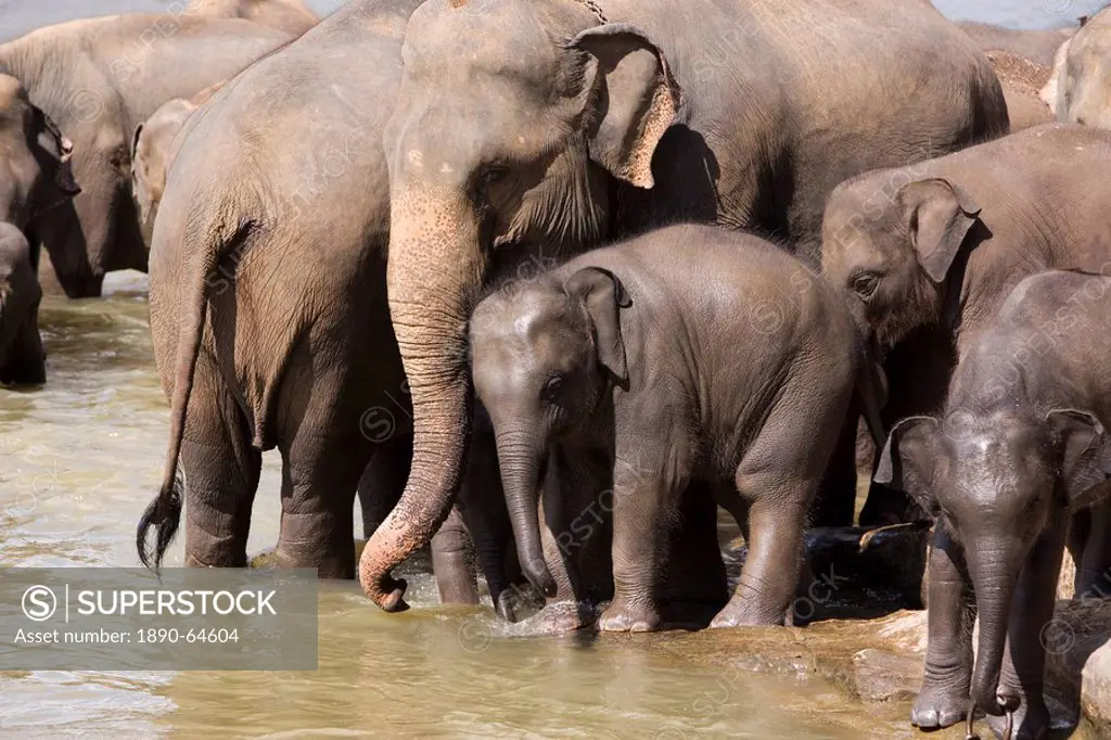 Elephants bathing in the river, Pinnewala Elephant Orphanage, near Kegalle, Hill Country, Sri Lanka, Asia