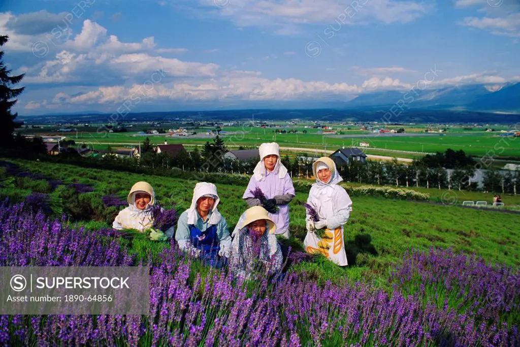 Lavender fields, Furano, Hokkaido, Japan