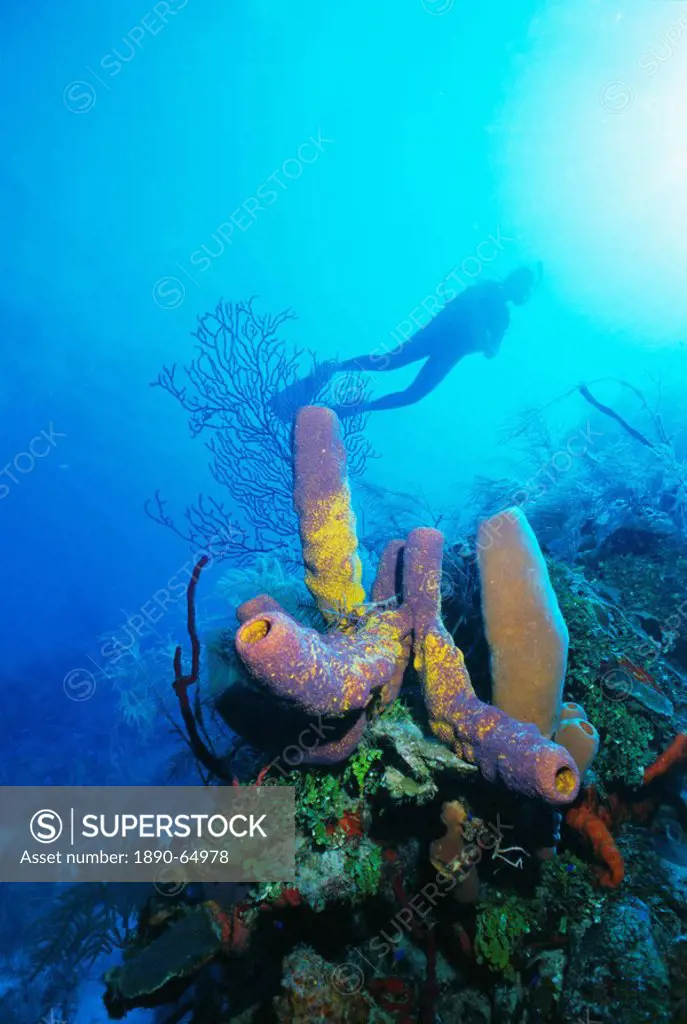 Coral formations and underwater diver, Cozumel Island, Caribbean Sea, Mexico