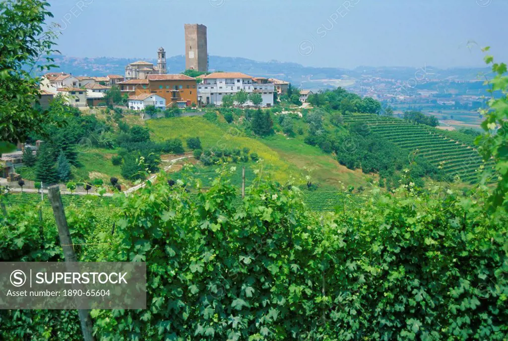 Vines in vineyards around Barbaresco, the Langhe, Piemonte Piedmont, Italy, Europe